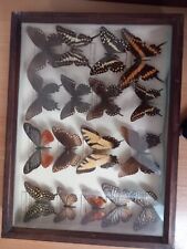Schmetterling sammlung gebraucht kaufen  Stralsund-Knieper