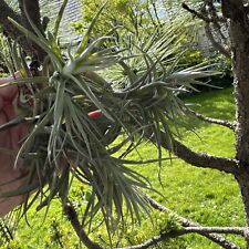 air plants for sale  TWICKENHAM