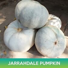 Jarrahdale pumpkin seeds for sale  Union City