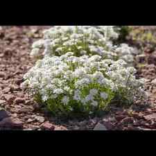 Iberis sempervirens alexander gebraucht kaufen  Deutschland