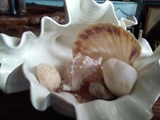 Nautilus clam shell for sale  COVENTRY