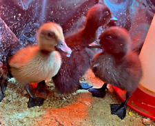 Fertile duck hatching for sale  Stevensville