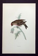 Redpoll original antique for sale  ILKLEY