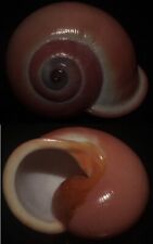 Used, Tonyshells Landsnail Calocochlia festiva SUPERB VERY LARGE 47.7mm F+++, superb for sale  Shipping to South Africa