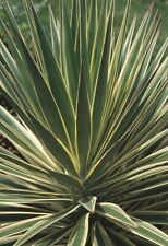 Yucca aloifolia variegated usato  Anzio