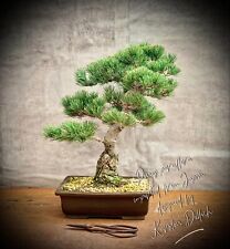 Pinus parviflora pentaphylla for sale  Shipping to Ireland