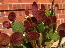 Opuntia lubrica prickly for sale  Phoenix
