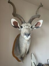 Kudu antilope tierpräparat gebraucht kaufen  Berlin