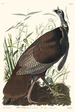 Audubon wild turkey for sale  Jacksonville