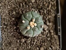 astrophytum kikko d'occasion  France