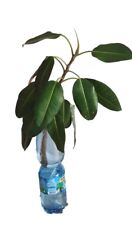 ficus falcon tree cutting  for sale  Shipping to South Africa