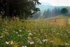 Blühende waldwiese blumen gebraucht kaufen  WÜ-Heidingsfeld,-Heuchelhof