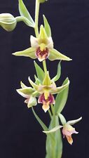 Epipactis sabine selten gebraucht kaufen  Deutschland