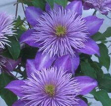 Clematis crystal fountain for sale  Almond