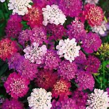 Candytuft dwarf fairy for sale  Sevierville