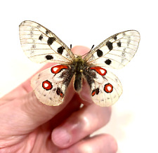 Insect Butterfly Moth Papilio Parnassius wiskotti-Very Rare No. 2 for sale  Shipping to South Africa