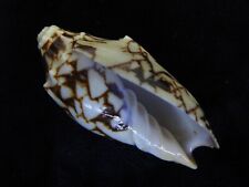 Sea Shell Cymbiola vespertilio  53mm ID#4471 for sale  Shipping to South Africa