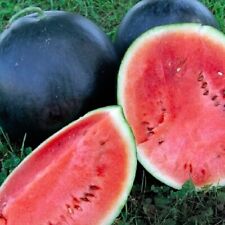 Black diamond watermelon for sale  Minneapolis