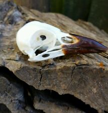 Crow skull corvid for sale  SWANSEA