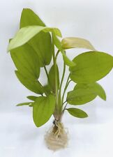 Echinodorus rose for sale  KETTERING