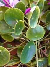 Peperomia bouture d'occasion  La Seyne-sur-Mer