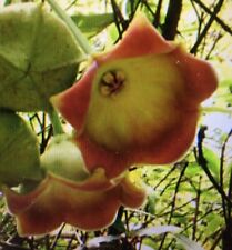 Hoya wachsblume lauterbachii gebraucht kaufen  Osterwieck