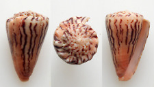 Conchiglia shell conus usato  Roma