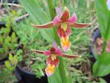 Epipactis sabine stendelwurz for sale  Shipping to Ireland
