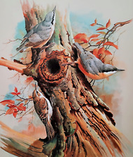 Nuthatch tree creeper. for sale  NELSON
