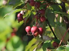 Malus hybride red gebraucht kaufen  Eslohe