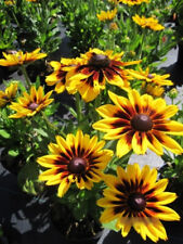 Rudbeckia sunbeckia alicia gebraucht kaufen  Zetel