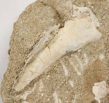 Odontopteryx humerus toothed for sale  Rockledge