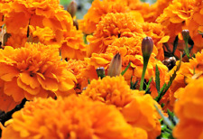 4000 tagetes erecta gebraucht kaufen  WÜ-Heidingsfeld,-Heuchelhof