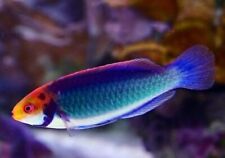 Solorensis fairy wrasse for sale  SWINDON