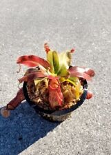 Nepenthes saint gaya for sale  Wilmington