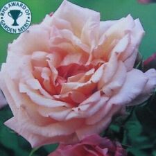 Compassion potted rose for sale  HARLOW