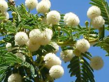Acacia sieberiana seeds d'occasion  Expédié en Belgium