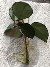 Hoya carnosa wachsblume gebraucht kaufen  Eisenberg, Kerzenheim