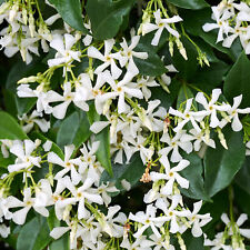 Trachelospermum Jasminoides Star jasmine Evergreen Climber Outdoor Plant 9cm Pot for sale  UK