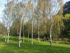 Silver birch trees for sale  NEWTOWNARDS