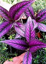 Persian shield pot for sale  Danielson