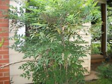 Evergreen nandina heavenly for sale  Seneca