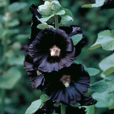 Hollyhock black flower for sale  Portland