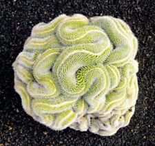 Green brain cactus for sale  Ravensdale