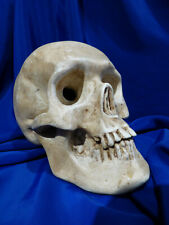 Crâne humain. replique d'occasion  Lille-