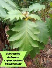 100 semini solanum usato  Mazzarrone