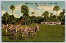 Giraffe & Rare Grevy Zebras, Boca Raton, Florida Vintage Postcard for sale  Shipping to South Africa