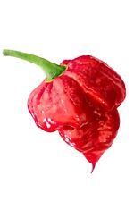 trinidad scorpion for sale  LONDON