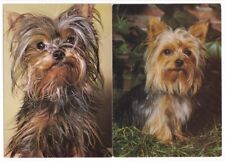 yorkshire terrier hund gebraucht kaufen  Remseck am Neckar