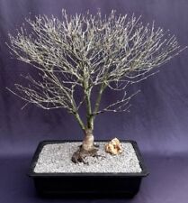 Acer palmatum rhode for sale  Patchogue
